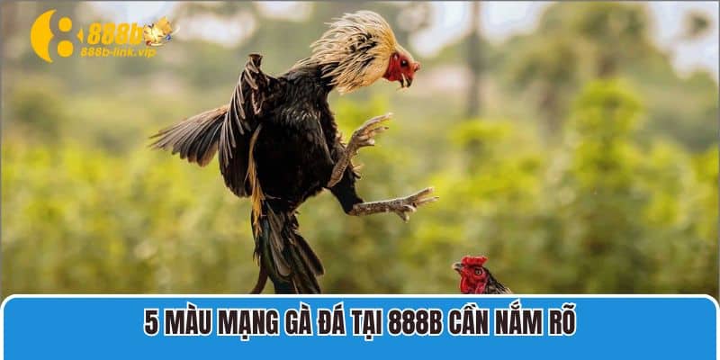 5 màu mạng gà đá tại 888B cần nắm rõ