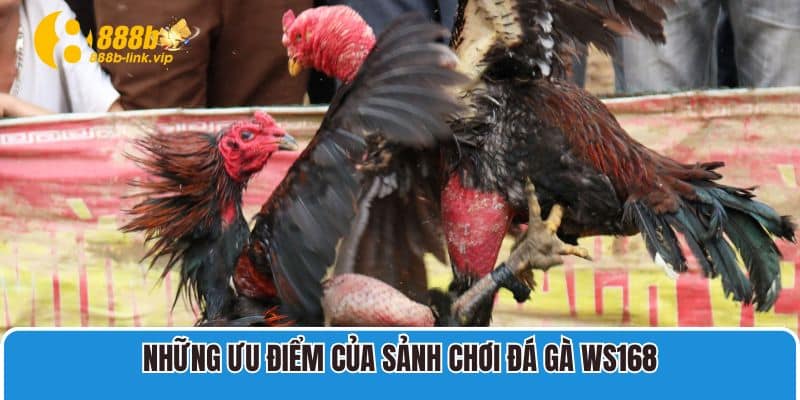 Cân nhắc đặt cược để thắng lớn