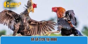 Đá gà S128 tại 888B