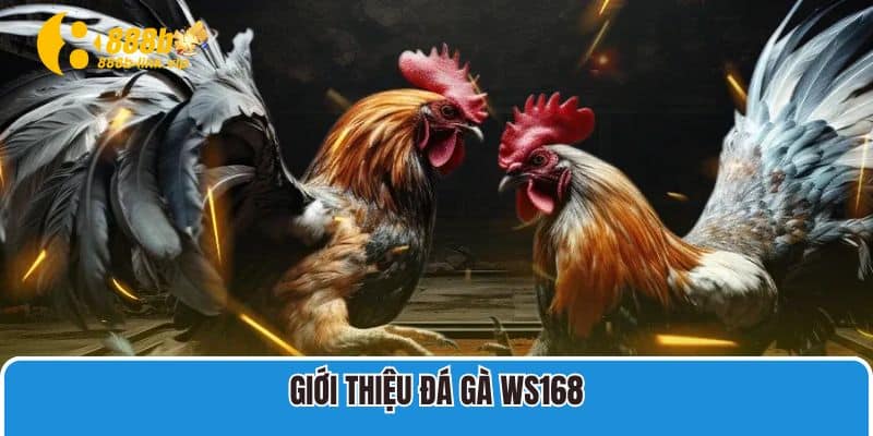 Giới thiệu đá gà WS168 đầy hấp dẫn