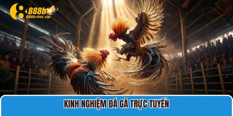 Kinh nghiệm đá gà trực tuyến