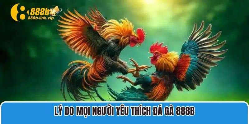 Lý do mọi người yêu thích Đá Gà 888B